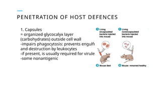 PENETRATION OF HOST DEFENCES
1. Capsules
= organized glycocalyx layer
(carbohydrates) outside cell wall
-impairs phagocytosis: prevents engulfment
and destruction by leukocytes
-if present, is usually required for virulence
-some nonantigenic
 