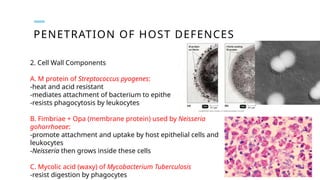 PENETRATION OF HOST DEFENCES
2. Cell Wall Components
A. M protein of Streptococcus pyogenes:
-heat and acid resistant
-mediates attachment of bacterium to epithelial cells
-resists phagocytosis by leukocytes
B. Fimbriae + Opa (membrane protein) used by Neisseria
gohorrhoeae:
-promote attachment and uptake by host epithelial cells and
leukocytes
-Neisseria then grows inside these cells
C. Mycolic acid (waxy) of Mycobacterium Tuberculosis
-resist digestion by phagocytes
 