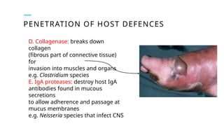 PENETRATION OF HOST DEFENCES
D. Collagenase: breaks down
collagen
(fibrous part of connective tissue)
for
invasion into muscles and organs
e.g. Clostridium species
E. IgA proteases: destroy host IgA
antibodies found in mucous
secretions
to allow adherence and passage at
mucus membranes
e.g. Neisseria species that infect CNS
 