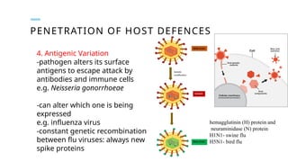 PENETRATION OF HOST DEFENCES
4. Antigenic Variation
-pathogen alters its surface
antigens to escape attack by
antibodies and immune cells
e.g. Neisseria gonorrhoeae
-can alter which one is being
expressed
e.g. influenza virus
-constant genetic recombination
between flu viruses: always new
spike proteins
hemagglutinin (H) protein and
neuraminidase (N) protein
H1N1- swine flu
H5N1- bird flu
 