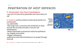 PENETRATION OF HOST DEFENCES
5. Penetration into Host Cytoskeleton
-use actin of host cell to penetrate and move within the
cell
A. Invasins: surface proteins produced by bacteria to
control actin
e.g. Salmonella
-rearrange actin: cause the cell membrane to wrap
around the microbe and take it into the cell
(endocytosis)
-allows Salmonella to penetrate intestinal epithelium
e.g. Shigella and Listeria
-trigger endocytosis
-polymerize actin behind bacterium to propel through
host cell
 