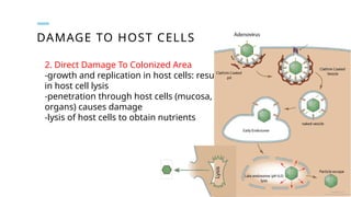 DAMAGE TO HOST CELLS
2. Direct Damage To Colonized Area
-growth and replication in host cells: results
in host cell lysis
-penetration through host cells (mucosa,
organs) causes damage
-lysis of host cells to obtain nutrients
 