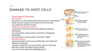 DAMAGE TO HOST CELLS
-three types of exotoxins:
1) A-B toxins
Two parts: A is the enzyme that disrupts some cell activity B
binds surface receptors to bring A into the host cell
e.g. botulinum & tetanus toxin
2) Membrane disrupting toxins
-cause lysis of the host cell by disrupting the plasma
membrane
e.g. leukocidins: make protein channels in phagocytic
leukocytes
e.g. hemolysins: make protein channels in RBCs
3) Superantigens
-bacterial proteins that cause proliferation of T cells and
release of cytokines
-excessive cytokines can cause fever, nausea, vomiting,
diarrhea, shock and death (septic shock)
e.g. toxic shock syndrome (Staphylococcus)
 