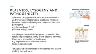 PLASMIDS, LYSOGENY AND
PATHOGENICITY
-plasmids carry genes for resistance to antibiotics
and/or virulence factors (e.g. exotoxins, fimbriae)
between bacteria allowing new bacteria to become
pathogenic
e.g. hemorrhagic E. coli
(fimbrae + shiga toxin)
-prophages can result in lysogenic conversion that
results in pathogenic ability of the bacteria carrying
them (new production of endotoxin)
e.g. Diptheria toxin (Cornebacterium)
Cholera toxin (Vibrio)
-phage can be transmitted to nonpathogenic strains
making them virulent
 