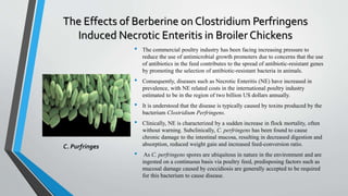 The Effects of Berberine on Clostridium Perfringens
Induced Necrotic Enteritis in Broiler Chickens
• The commercial poultry industry has been facing increasing pressure to
reduce the use of antimicrobial growth promoters due to concerns that the use
of antibiotics in the feed contributes to the spread of antibiotic-resistant genes
by promoting the selection of antibiotic-resistant bacteria in animals.
• Consequently, diseases such as Necrotic Enteritis (NE) have increased in
prevalence, with NE related costs in the international poultry industry
estimated to be in the region of two billion US dollars annually.
• It is understood that the disease is typically caused by toxins produced by the
bacterium Clostridium Perfringens.
• Clinically, NE is characterized by a sudden increase in flock mortality, often
without warning. Subclinically, C. perfringens has been found to cause
chronic damage to the intestinal mucosa, resulting in decreased digestion and
absorption, reduced weight gain and increased feed-conversion ratio.
• As C. perfringens spores are ubiquitous in nature in the environment and are
ingested on a continuous basis via poultry feed, predisposing factors such as
mucosal damage caused by coccidiosis are generally accepted to be required
for this bacterium to cause disease.
C. Purfringes
 