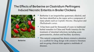 The Effects of Berberine on Clostridium Perfringens
Induced Necrotic Enteritis in Broiler Chickens
• Berberine is an isoquinoline quaternary alkaloid, and
has been identified as the major active component of
many plants such as Coptidis rhizome, Huanglian and
Phellodendri cortex.
• It has been used for thousands of years in traditional
herbal remedies in China and North America for the
treatment of intestinal infections including acute
gastroenteritis, cholera and bacillary dysentery.
• This natural compound has drawn extensive attention
as a scaffold for drug design with extensive literature
and on-going clinical trials against a multitude of
diseases.
Berberine
 