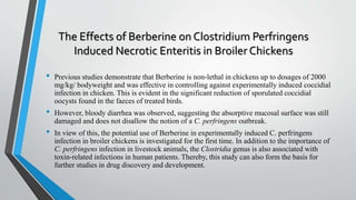 The Effects of Berberine on Clostridium Perfringens
Induced Necrotic Enteritis in Broiler Chickens
• Previous studies demonstrate that Berberine is non-lethal in chickens up to dosages of 2000
mg/kg/ bodyweight and was effective in controlling against experimentally induced coccidial
infection in chicken. This is evident in the significant reduction of sporulated coccidial
oocysts found in the faeces of treated birds.
• However, bloody diarrhea was observed, suggesting the absorptive mucosal surface was still
damaged and does not disallow the notion of a C. perfringens outbreak.
• In view of this, the potential use of Berberine in experimentally induced C. perfringens
infection in broiler chickens is investigated for the first time. In addition to the importance of
C. perfringens infection in livestock animals, the Clostridia genus is also associated with
toxin-related infections in human patients. Thereby, this study can also form the basis for
further studies in drug discovery and development.
 