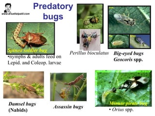 Predacool Predatory Insects Microbial pesticide for organic agriculture | PPT