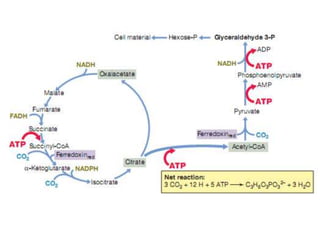 Phototrophy, chemotrophy and autotrophy in prokaryotes | PPT
