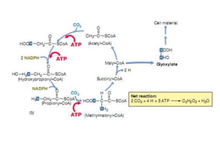 Phototrophy, chemotrophy and autotrophy in prokaryotes | PPT