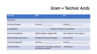 Gram + Teichoic Acids
Function WTA LTA
Anchoring
Structural Support Cell wall ____________ Cell wall ______________
Ion Regulation Maintains metal ion homeostasis
Immune Recognition Highly antigenic, triggers HIR Also antigenic/ immunogenic
Bacteriophage Attachment Recognized by bacteriophages Less involved
Autolysin Regulation Prevents ____________________ Controls _____________________
Virulence Factor Important for pathogenic adhesion
and immune evasion
contributory
 