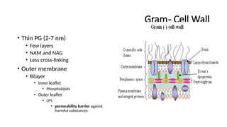 Gram- Cell Wall
• Thin PG (2-7 nm)
• Few layers
• NAM and NAG
• Less cross-linking
• Outer membrane
• Bilayer
• Inner leaflet
• Phospholipids
• Outer leaflet
• LPS
• permeability barrier against
harmful substances
 