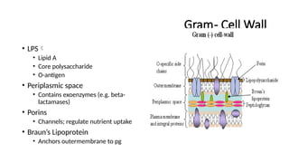 Gram- Cell Wall
• LPS
• Lipid A
• Core polysaccharide
• O-antigen
• Periplasmic space
• Contains exoenzymes (e.g. beta-
lactamases)
• Porins
• Channels; regulate nutrient uptake
• Braun’s Lipoprotein
• Anchors outermembrane to pg
 