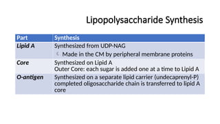 Lipopolysaccharide Synthesis
Part Synthesis
Lipid A Synthesized from UDP-NAG
 Made in the CM by peripheral membrane proteins
Core Synthesized on Lipid A
Outer Core: each sugar is added one at a time to Lipid A
O-antigen Synthesized on a separate lipid carrier (undecaprenyl-P)
completed oligosaccharide chain is transferred to lipid A
core
 