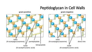 Peptidoglycan in Cell Walls
 
