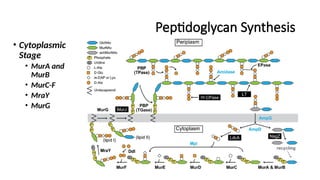 Peptidoglycan Synthesis
• Cytoplasmic
Stage
• MurA and
MurB
• MurC-F
• MraY
• MurG
 