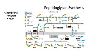 Peptidoglycan Synthesis
• Membrane
Transport
• MurJ
 