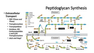 Peptidoglycan Synthesis
• Extracellular
Transport
• PBP (TGase and
TPase)
• Transglycosylase
• Transpeptidase
• Amidase, DD-
Carboxypeptidas
e and Lytic
Transglycosylase
• LdcA and NagZ
 