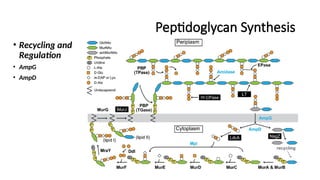 Peptidoglycan Synthesis
• Recycling and
Regulation
• AmpG
• AmpD
 