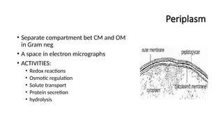 Periplasm
• Separate compartment bet CM and OM
in Gram neg
• A space in electron micrographs
• ACTIVITIES:
• Redox reactions
• Osmotic regulation
• Solute transport
• Protein secretion
• hydrolysis
 