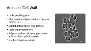 Archaeal Cell Wall
• Lacks peptidoglycan
• May contain polysaccharides, protein
(S-layer) or ____________________
• Exhibit different cell wall profiles
• Lacks outermembrane
• Polysaccharides: glucose, glucuronic
acid, acetate, galactosamine
• e..g Methanosarcina spp
 