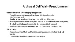 Archaeal Cell Wall- Pseudomurein
• Pseudomurein (Pseudopeptidoglycan)
• Found in some methanogenic archaea (Methanobacterium,
Methanothermus).
Similar to bacterial peptidoglycan, but with key differences:
• N-acetyltalosaminuronic acid (NAT) instead of N-acetylmuramic acid (NAM).
• β-1,3 glycosidic bonds instead of β-1,4 (resistant to lysozyme).
• Peptide cross-links use L-amino acids, not D-amino acids like bacteria.
• Structure:
• Repeating units of NAT and NAG (N-acetylglucosamine) linked via β-1,3
bonds.
• Cross-linked peptide bridges provide strength.
 