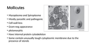 Mollicutes
• Mycoplasma and Spiroplasma
• Mostly parasitic and pathogenic
• Cell wall-less
• Gram-neg appearance
• pleiomorphic
• Have internal protein cytoskeleton
• Some contain unusually tough cytoplasmic membrane due to the
presence of sterols
 