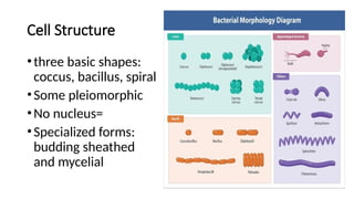 Cell Structure
•three basic shapes:
coccus, bacillus, spiral
•Some pleiomorphic
•No nucleus=
•Specialized forms:
budding sheathed
and mycelial
 