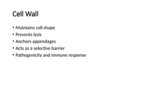 Cell Wall
• Maintains cell shape
• Prevents lysis
• Anchors appendages
• Acts as a selective barrier
• Pathogenicity and immune response
 