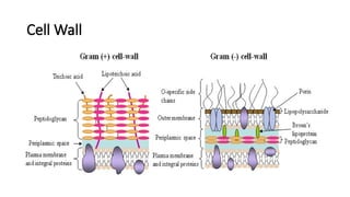 Cell Wall
 