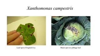 Xanthomonas campestris
Leaf spot of English Evy Black spot on cabbage leaf
 