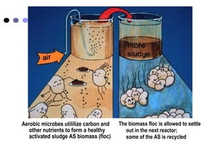 Microbial removal during sewage treatment