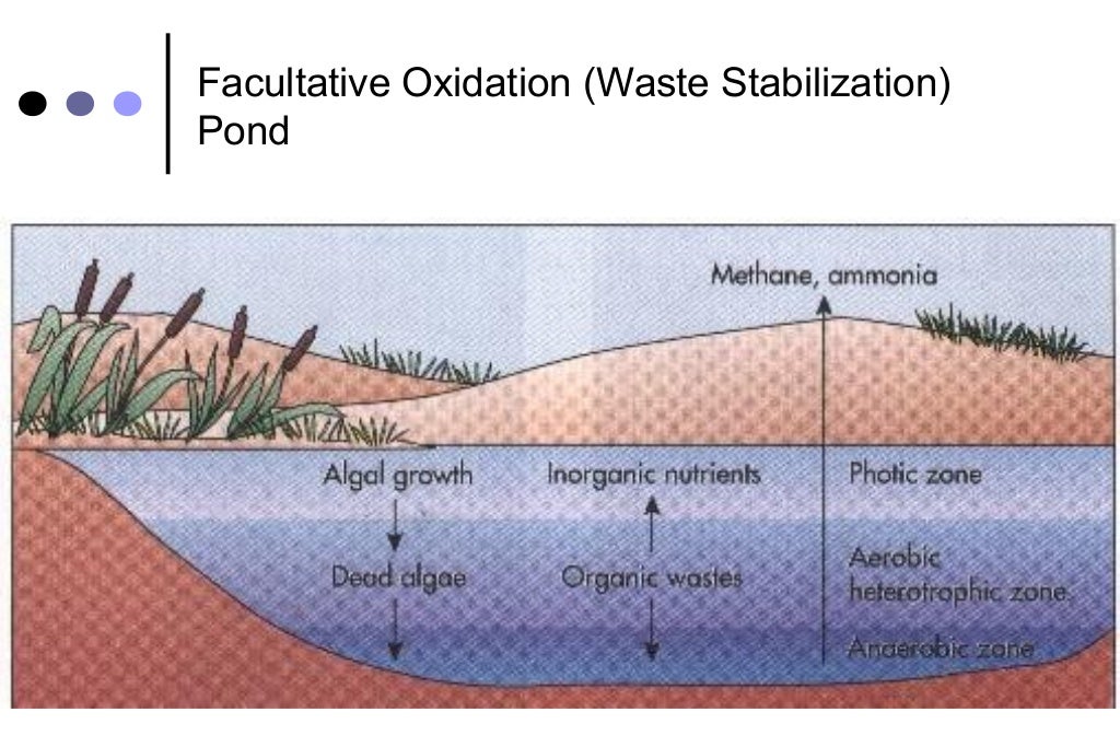 Microbial removal during sewage treatment