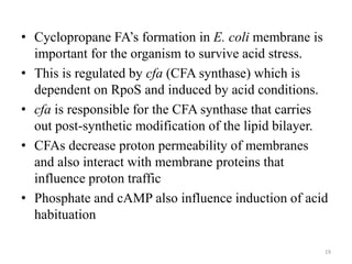 • Cyclopropane FA’s formation in E. coli membrane is
important for the organism to survive acid stress.
• This is regulated by cfa (CFA synthase) which is
dependent on RpoS and induced by acid conditions.
• cfa is responsible for the CFA synthase that carries
out post-synthetic modification of the lipid bilayer.
• CFAs decrease proton permeability of membranes
and also interact with membrane proteins that
influence proton traffic
• Phosphate and cAMP also influence induction of acid
habituation
19
 