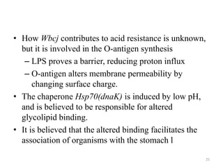 • How Wbcj contributes to acid resistance is unknown,
but it is involved in the O-antigen synthesis
– LPS proves a barrier, reducing proton influx
– O-antigen alters membrane permeability by
changing surface charge.
• The chaperone Hsp70(dnaK) is induced by low pH,
and is believed to be responsible for altered
glycolipid binding.
• It is believed that the altered binding facilitates the
association of organisms with the stomach l
25
 