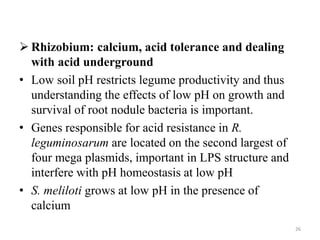  Rhizobium: calcium, acid tolerance and dealing
with acid underground
• Low soil pH restricts legume productivity and thus
understanding the effects of low pH on growth and
survival of root nodule bacteria is important.
• Genes responsible for acid resistance in R.
leguminosarum are located on the second largest of
four mega plasmids, important in LPS structure and
interfere with pH homeostasis at low pH
• S. meliloti grows at low pH in the presence of
calcium
26
 