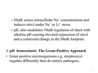 – NhaR senses intracellular Na+ concentrations and
induces nhaA under Na+ or Li+ stress
– pH, also modulates NhaR regulation of nhaA with
alkaline pH causing elevated expression of nhaA
and a connected change in the NhaR footprint.
 pH homeostasis: The Gram-Positive Approach
• Gram positive microorganisms e.g. streptococci
regulate differently than do enteric pathogens.
9
 