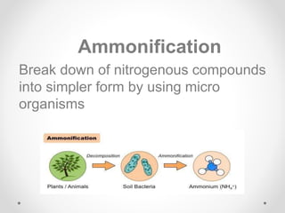Microbial Role In Regulatory Mechanisms Of Plants.pptx