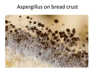 Bread Ropiness Microbial spoilage in foods | PPTX