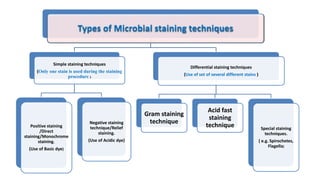 Types of Microbial staining techniques
Simple staining techniques
(Only one stain is used during the staining
procedure )
Positive staining
/Direct
staining/Monochrome
staining.
(Use of Basic dye)
Negative staining
technique/Relief
staining.
(Use of Acidic dye)
Differential staining techniques
(Use of set of several different stains )
Gram staining
technique
Acid fast
staining
technique Special staining
techniques.
( e.g. Spirochetes,
Flagella)
 