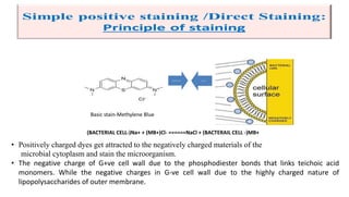 Basic stain-Methylene Blue
------ ---
• Positively charged dyes get attracted to the negatively charged materials of the
microbial cytoplasm and stain the microorganism.
• The negative charge of G+ve cell wall due to the phosphodiester bonds that links teichoic acid
monomers. While the negative charges in G-ve cell wall due to the highly charged nature of
lipopolysaccharides of outer membrane.
(BACTERIAL CELL-)Na+ + (MB+)Cl- ======NaCl + (BACTERAIL CELL -)MB+
 