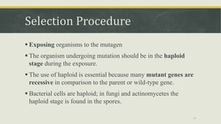 Selection Procedure
 Exposing organisms to the mutagen
 The organism undergoing mutation should be in the haploid
stage during the exposure.
 The use of haploid is essential because many mutant genes are
recessive in comparison to the parent or wild-type gene.
 Bacterial cells are haploid; in fungi and actinomycetes the
haploid stage is found in the spores.
17
 