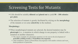 Screening Tests for Mutants
 Cells should be suitably diluted and plated out to yield 50 – 100 colonies
per plate.
 The selection of mutants is greatly facilitated by relying on the morphology
of the mutants or on some selectivity in the medium.
Morphology:
 When morphological mutants are selected, the desired mutation may be
pleotropic (i.e., a mutation in which change in one property is linked with a
mutation in another character).
 The classic example of a pleotropic mutation is to be seen in the development of
penicillin-yielding strains of Penicillium chrysogenum.
 After irradiation, strains of Penicillium chrysogenum with smaller colonies and were
better producers of penicillin. 20
 