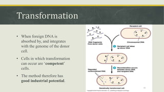 Transformation
• When foreign DNA is
absorbed by, and integrates
with the genome of the donor
cell.
• Cells in which transformation
can occur are ‘competent’
cells.
• The method therefore has
good industrial potential.
24
 