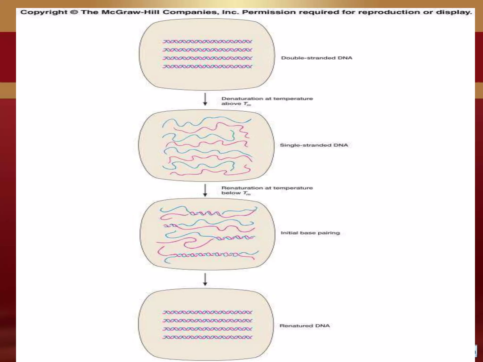 Nucleic acid hybridization
 