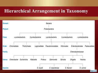 Hierarchical Arrangement in Taxonomy
 