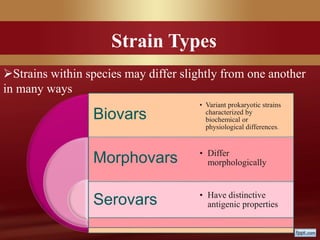 Strains within species may differ slightly from one another
in many ways
Biovars
Morphovars
Serovars
• Variant prokaryotic strains
characterized by
biochemical or
physiological differences.
• Differ
morphologically
• Have distinctive
antigenic properties
Strain Types
 
