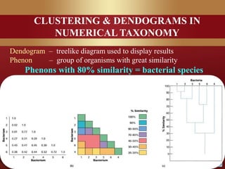 CLUSTERING & DENDOGRAMS IN
NUMERICAL TAXONOMY
Dendogram – treelike diagram used to display results
Phenon – group of organisms with great similarity
Phenons with 80% similarity = bacterial species
 