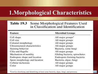 1.Morphological Characteristics
 