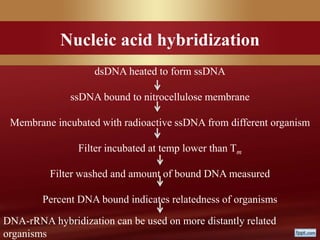 Nucleic acid hybridization
dsDNA heated to form ssDNA
ssDNA bound to nitrocellulose membrane
Membrane incubated with radioactive ssDNA from different organism
Filter incubated at temp lower than Tm
Filter washed and amount of bound DNA measured
Percent DNA bound indicates relatedness of organisms
DNA-rRNA hybridization can be used on more distantly related
organisms
 